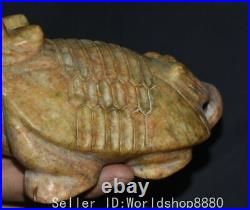 6.8 ancient Chinese Hongshan culture Old jade Dragon turtle tortoise sculpture